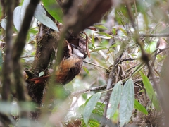 Pseudocolaptes boissonneautii