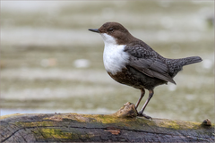 Cinclus cinclus