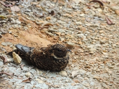 Uropsalis segmentata