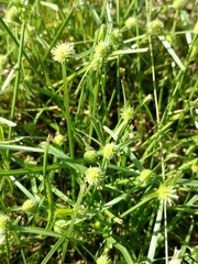 Cyperus brevifolioides