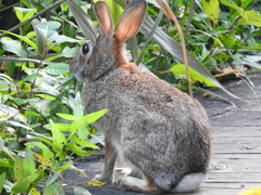 Sylvilagus floridanus