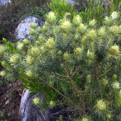 Phylica pubescens