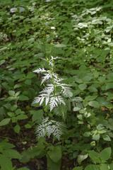 Eleutherospermum cicutarium