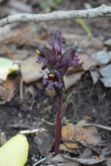 Orobanche gamosepala