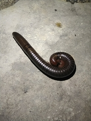 Pachyiulus apfelbecki