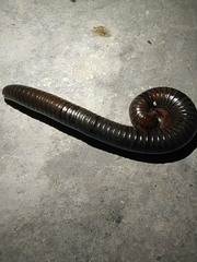 Pachyiulus apfelbecki