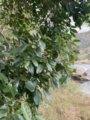 Apodytes dimidiata dimidiata