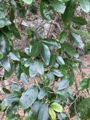 Apodytes dimidiata dimidiata