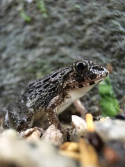 Fejervarya kawamurai