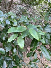 Apodytes dimidiata dimidiata