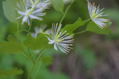 Thalictrum triternatum