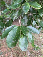 Apodytes dimidiata dimidiata