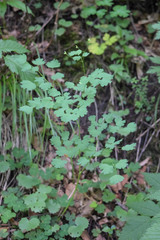 Thalictrum triternatum