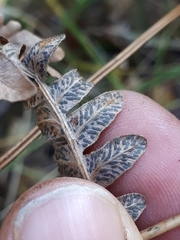 Cryptomycina pteridis