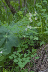 Thalictrum triternatum