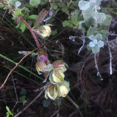 Hermannia hyssopifolia