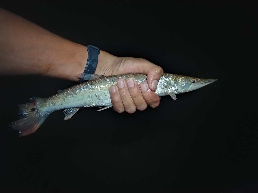 Pike characin (Boulengerella cuvieri) — Ctenoluciidae
