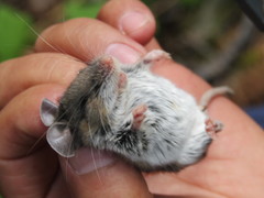 Peromyscus boylii