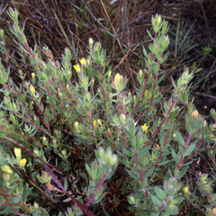 Gnidia juniperifolia