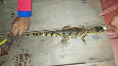 Caiman crocodilus crocodilus
