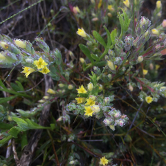 Gnidia juniperifolia