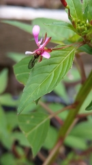 Ocyptamus fuscipennis