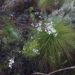 Struthiola dodecandra
