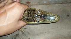 Caiman crocodilus crocodilus