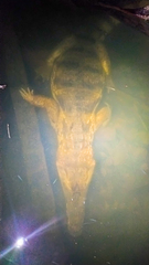 Caiman crocodilus crocodilus