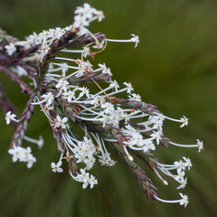 Struthiola dodecandra