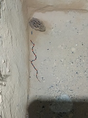 Micrurus lemniscatus helleri