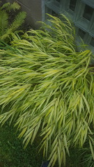 Hakonechloa macra