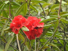 Rhododendron arboreum