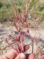 Corispermum declinatum