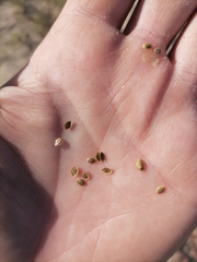 Corispermum declinatum