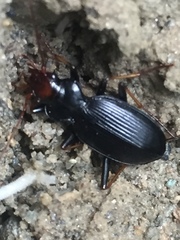 Nebria fulviventris