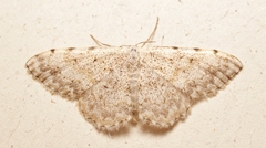 Scopula submutata