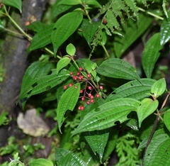 Miconia cornoides