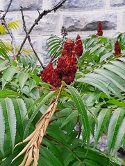Rhus typhina