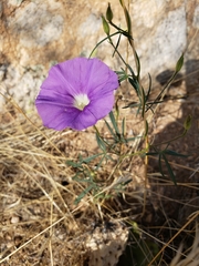 Ipomoea ternifolia leptotoma
