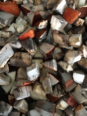 Leccinum vulpinum