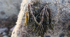 Splachnidium rugosum