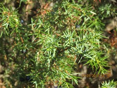Juniperus
