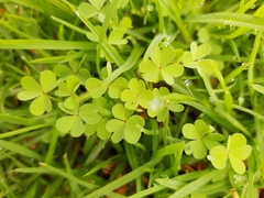 Oxalis