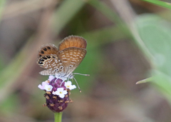 Brephidium pseudofea