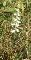 Spiranthes arcisepala
