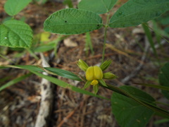 Rhynchosia difformis