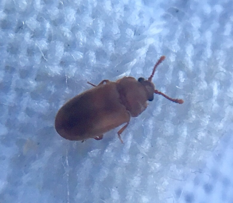 Cryptophagus pubescens