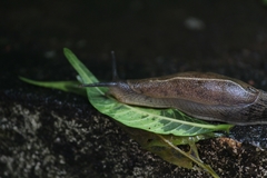 Mariaella dussumieri