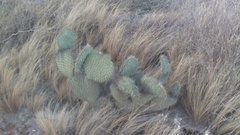 Opuntia huajuapensis